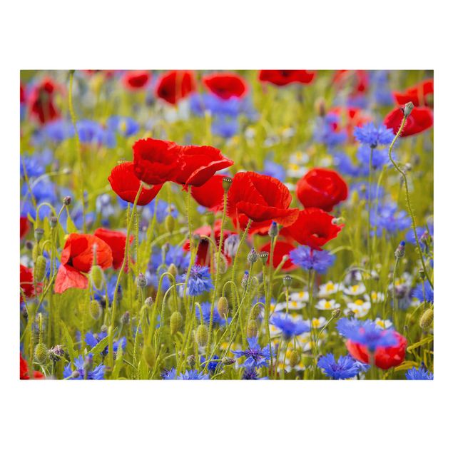 Telas decorativas flores Summer Meadow With Poppies And Cornflowers