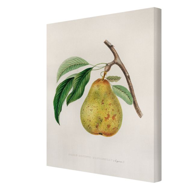 Quadros em amarelo Botany Vintage Illustration Yellow Pear