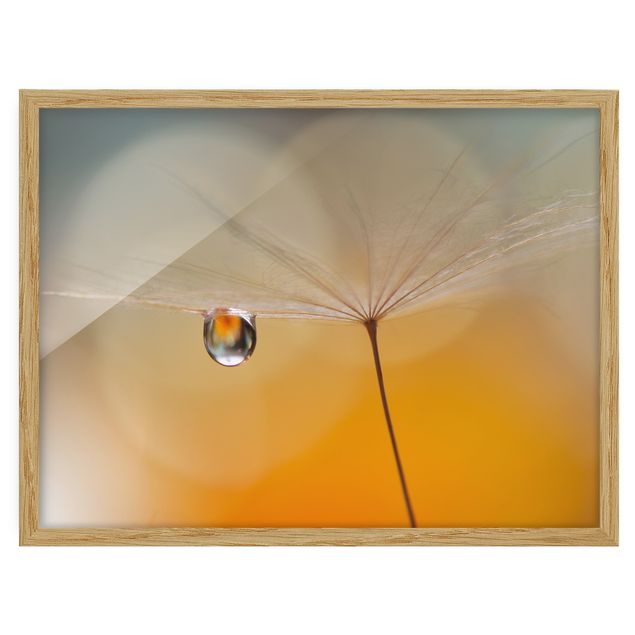 quadros flores Dandelion In Orange