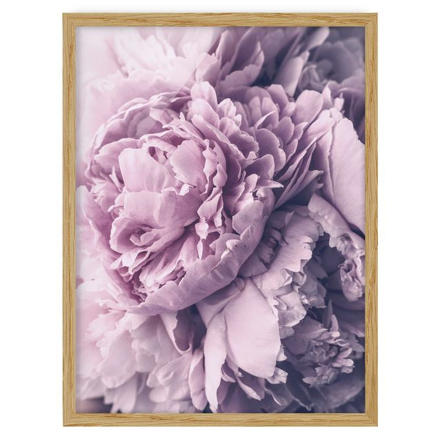quadros flores Purple Peony Blossoms