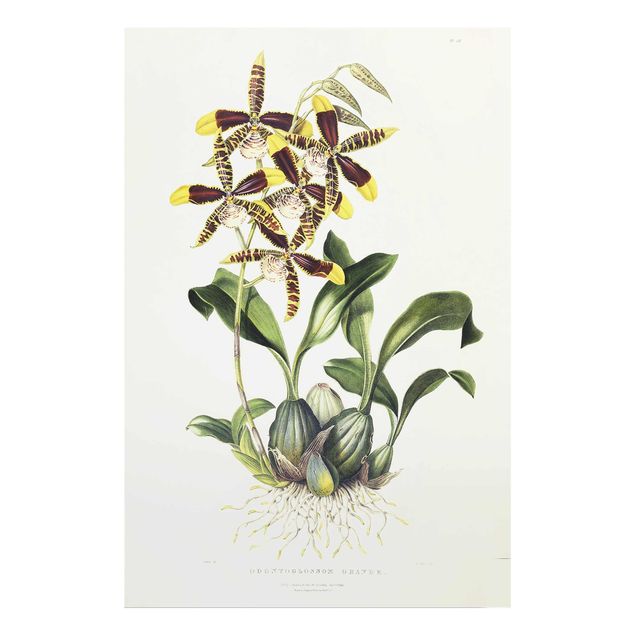Quadros em vidro flores Maxim Gauci - Orchid II