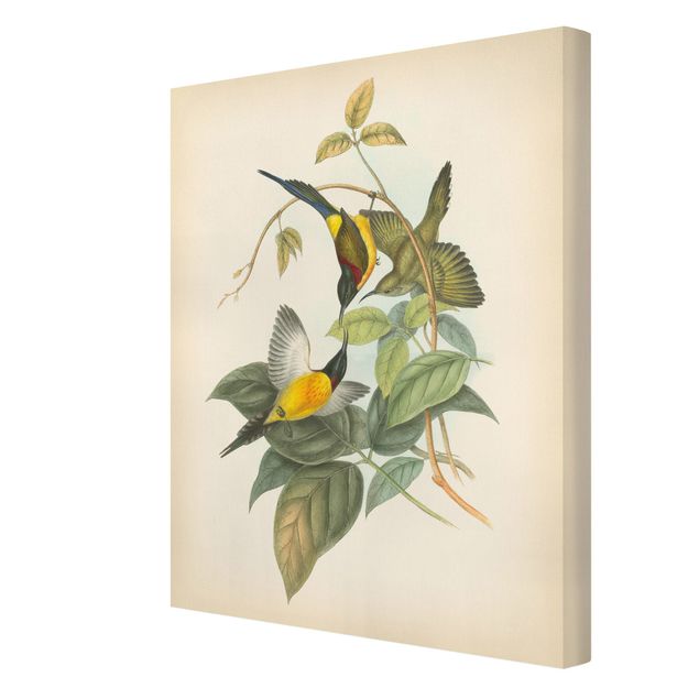 Quadros verdes Vintage Illustration Tropical Birds IV