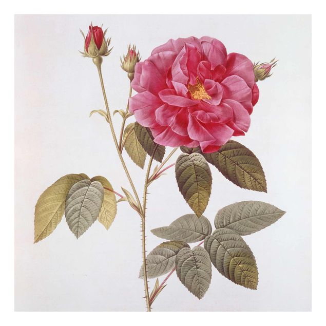 Quadros em vidro flores Pierre Joseph Redoute - Apothecary's Rose