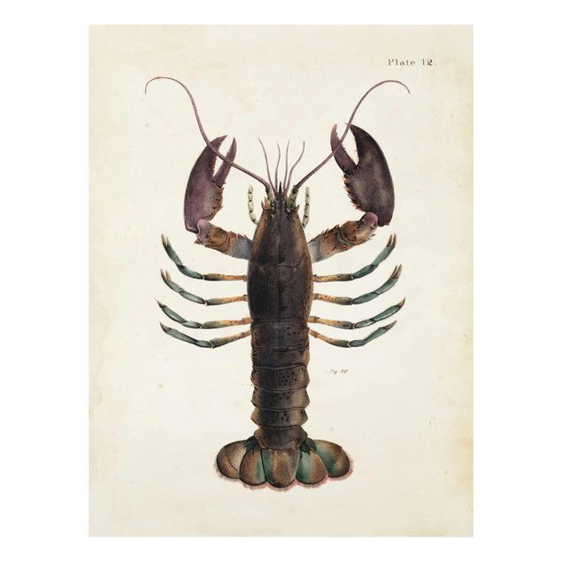 Quadros em marrom Vintage Illustration Lobster