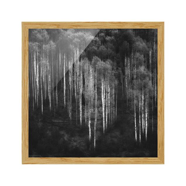 Quadros com moldura em preto e branco Birch Forest In Aspen
