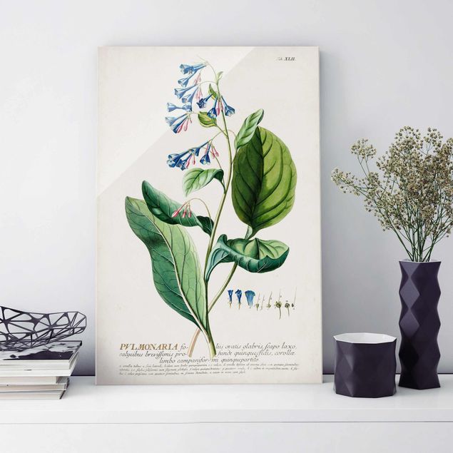 decoraçao para parede de cozinha Vintage Botanical Illustration Lungwort