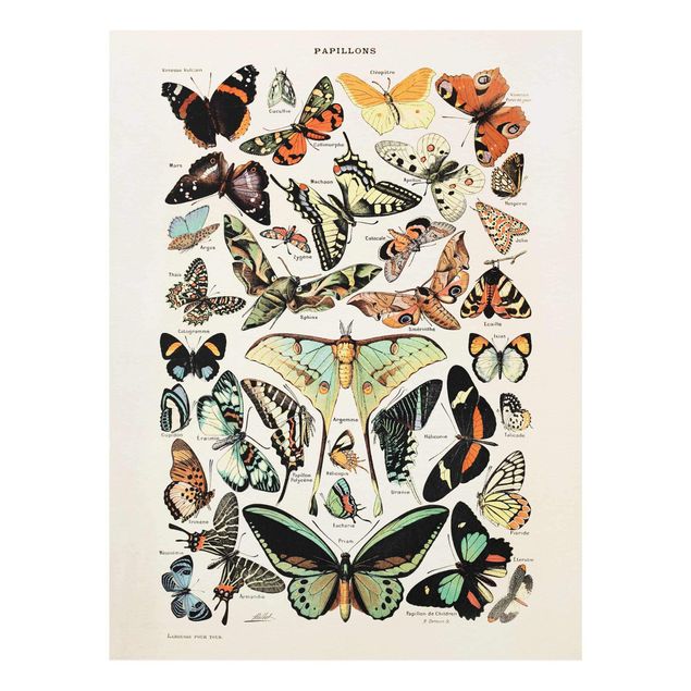 Quadros vintage Vintage Board Butterflies And Moths