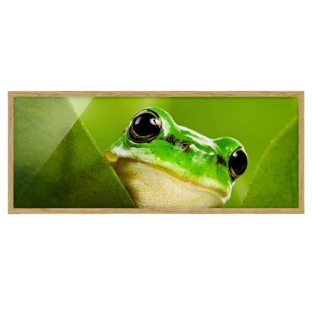 Quadros animais Frog