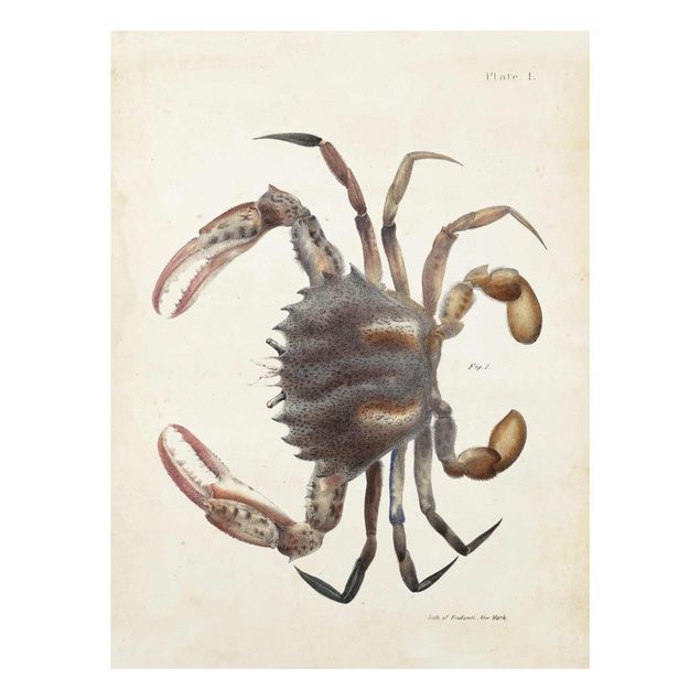 Quadros em marrom Vintage Illustration Crab