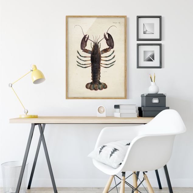 Quadros com moldura vintage Vintage Illustration Lobster