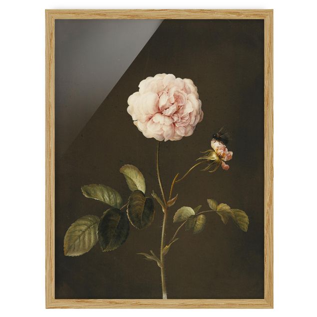 Quadros florais Barbara Regina Dietzsch - French Rose With Bumblbee