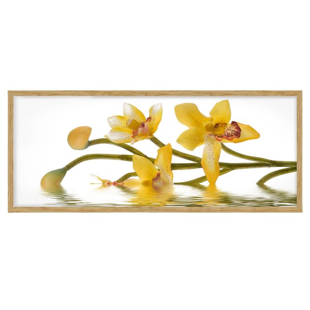 Quadros florais Saffron Orchid Waters