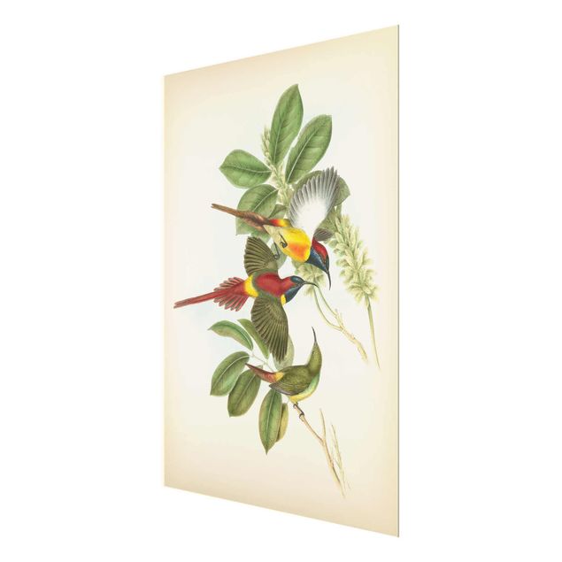 quadros para parede Vintage Illustration Tropical Birds III