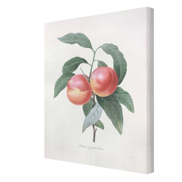 Quadros vermelhos Botany Vintage Illustration Peach