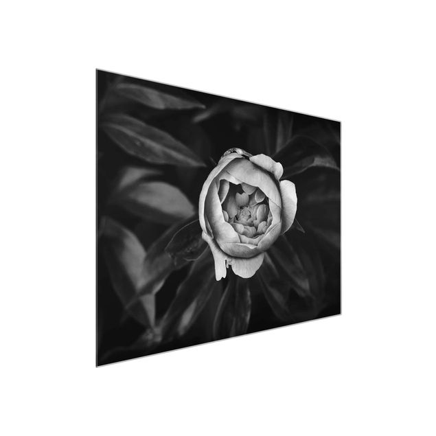 Quadros em vidro flores Peonies In Front Of Leaves Black And White