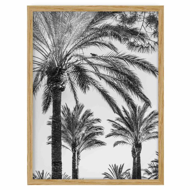 Quadros com moldura flores Palm Trees At Sunset Black And White
