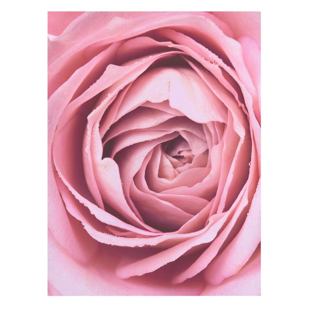 quadro com flores Pink Rose Blossom