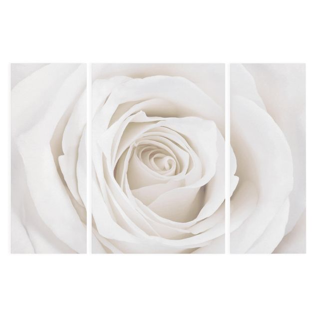quadro com flores Pretty White Rose