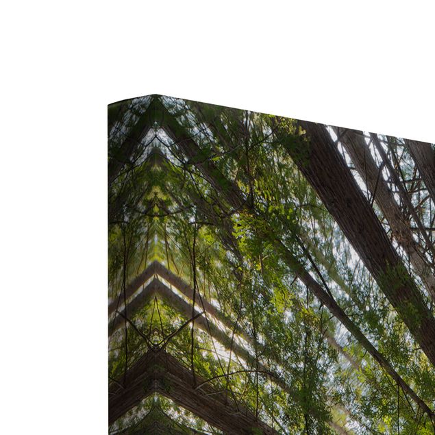 quadros decorativos verde Sequoia Tree Tops