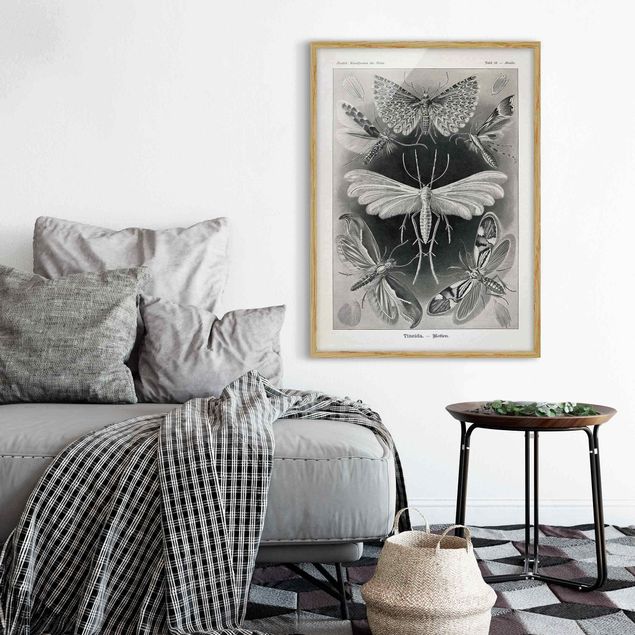 Quadros com moldura em preto e branco Vintage Board Moths And Butterflies