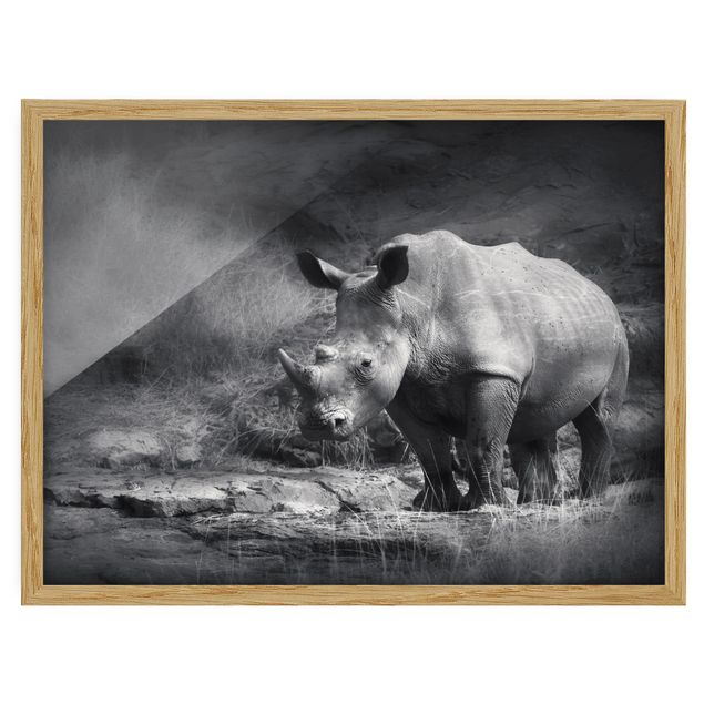 Quadros com moldura animais Lonesome Rhinoceros
