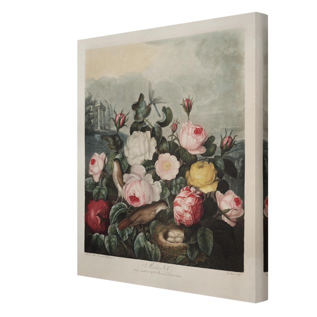 Quadros rosas Botany Vintage Illustration Of Roses
