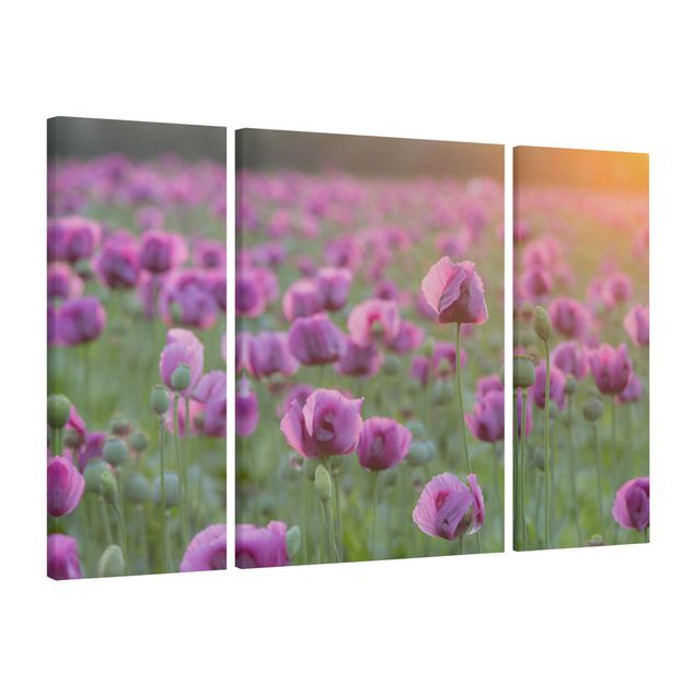 Telas decorativas flores Purple Poppy Flower Meadow In Spring
