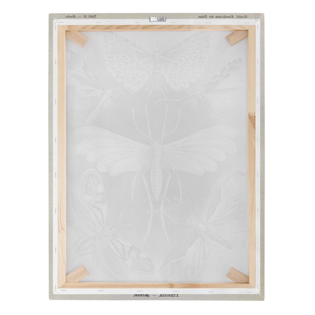 quadros em preto e branco Vintage Board Moths And Butterflies