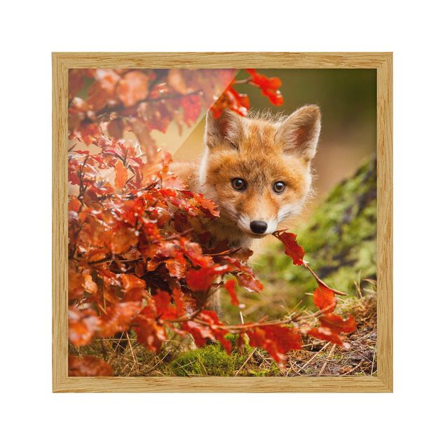 Quadros com moldura paisagens Fox In Autumn