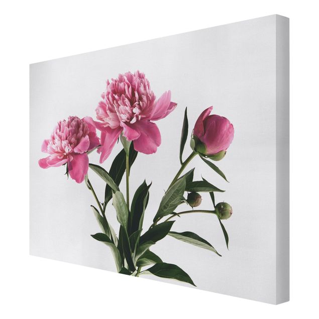 quadros para parede Pink Flowers And Buds On White