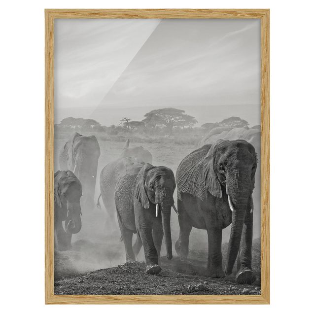 Quadros com moldura em preto e branco Herd Of Elephants