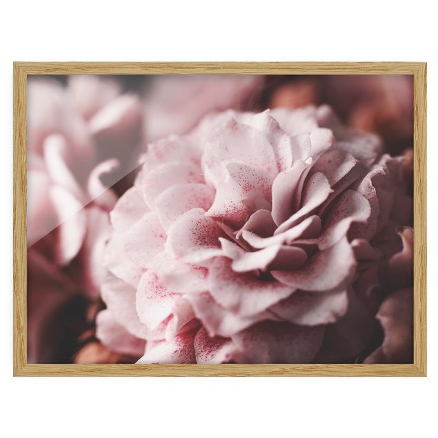 quadros de flores Shabby Light Pink Rose Pastel
