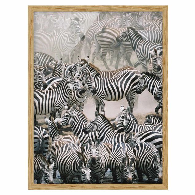 Quadros com moldura animais Zebra Herd