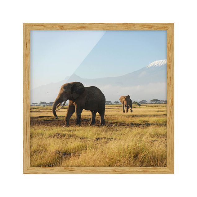 Quadros com moldura paisagens Elephants In Front Of The Kilimanjaro In Kenya