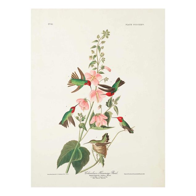 Quadros rosas Vintage Board Colombian Hummingbird