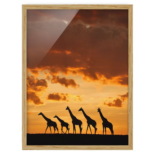 Quadros África Five Giraffes