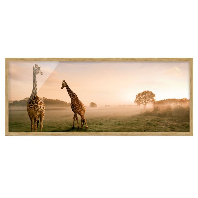 Quadros com moldura paisagens Surreal Giraffes