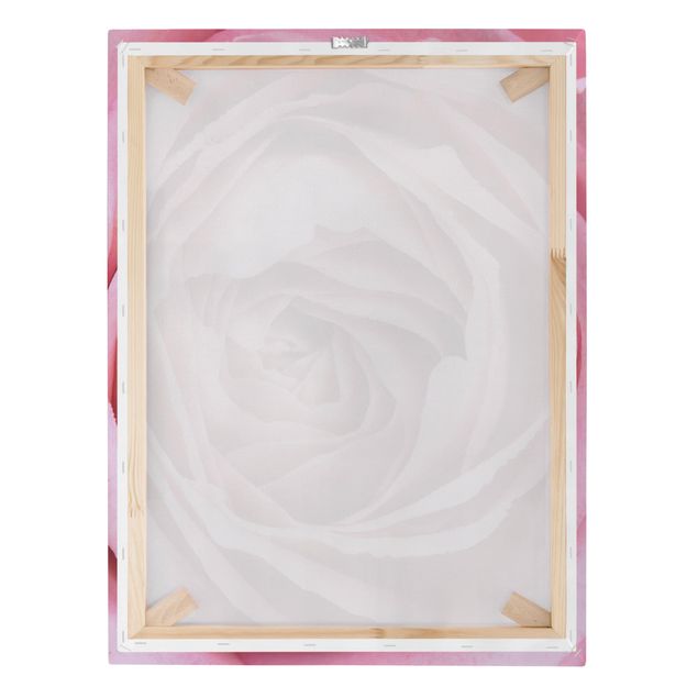 Quadros decorativos Pink Rose Blossom