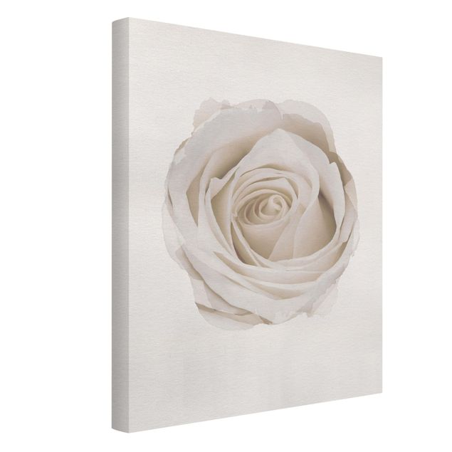 Quadros florais WaterColours - Pretty White Rose