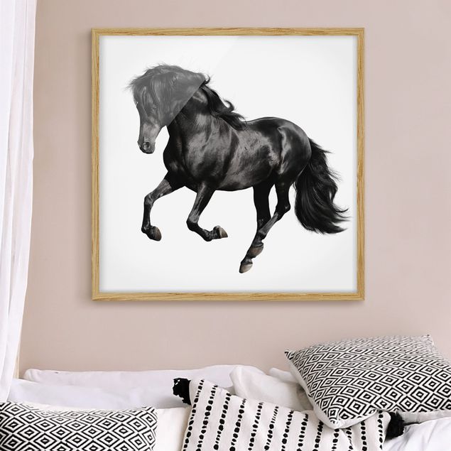 Quadros com moldura em preto e branco Arabian Stallion