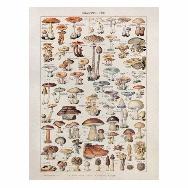Quadros em marrom Vintage Board Mushrooms