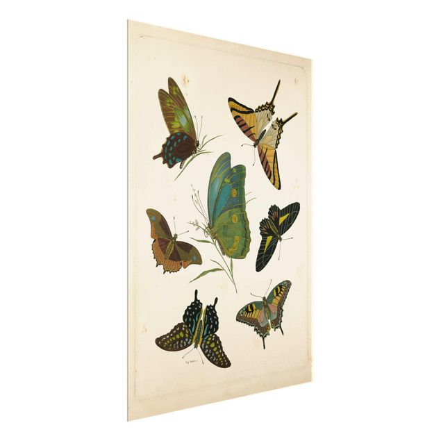 Quadros retro Vintage Illustration Exotic Butterflies