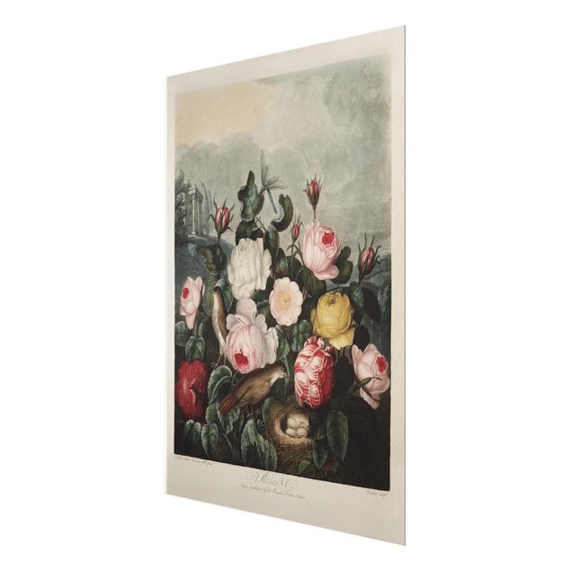Quadros rosas Botany Vintage Illustration Of Roses