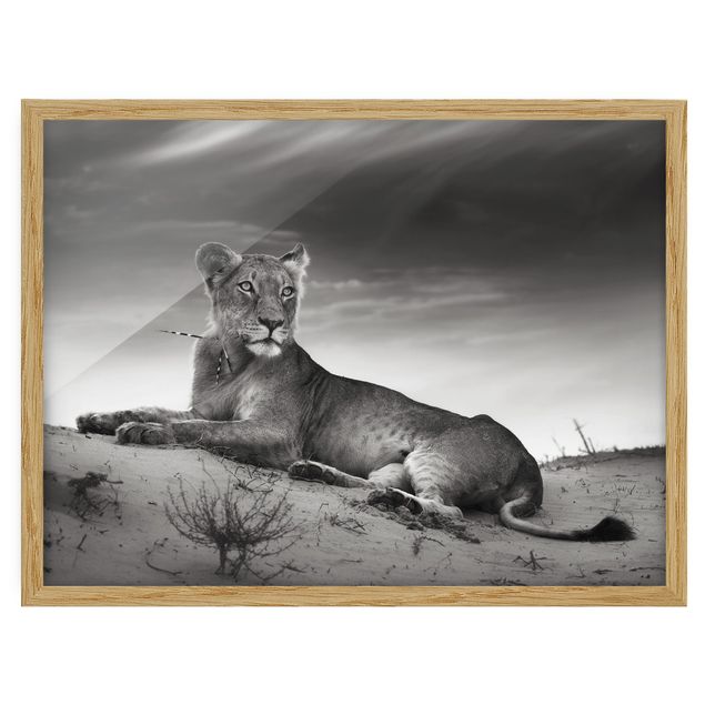 Quadros com moldura animais Resting Lion