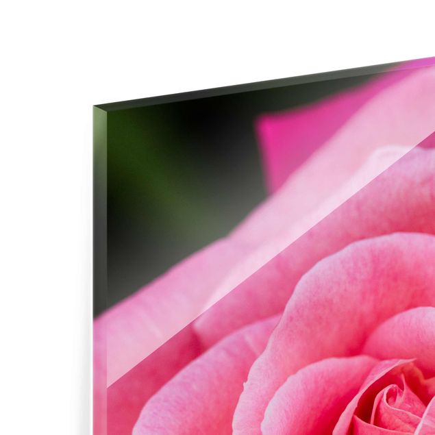 Quadros de Uwe Merkel Pink Rose Flowers Green Backdrop