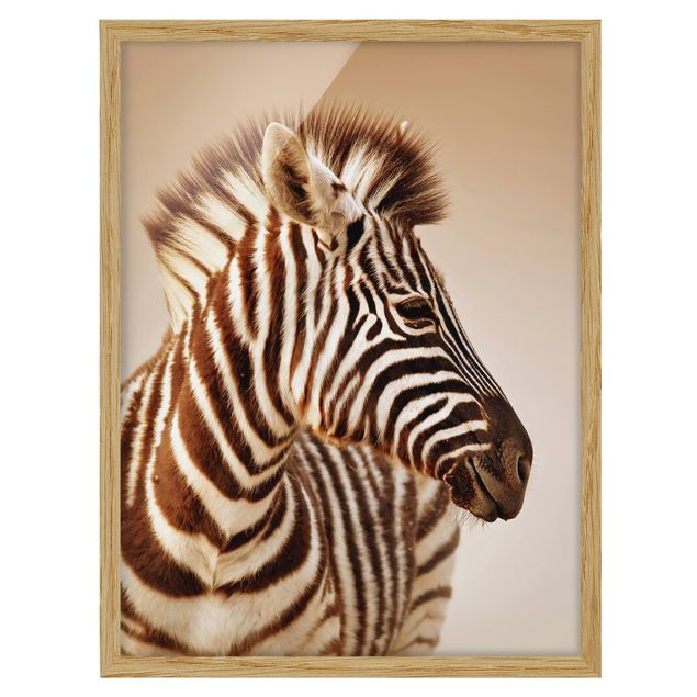 Quadros África Zebra Baby Portrait