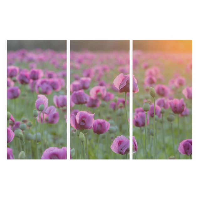 Quadros florais Purple Poppy Flower Meadow In Spring
