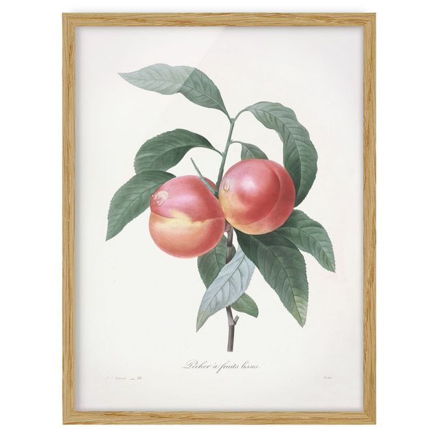 Quadros florais Botany Vintage Illustration Peach