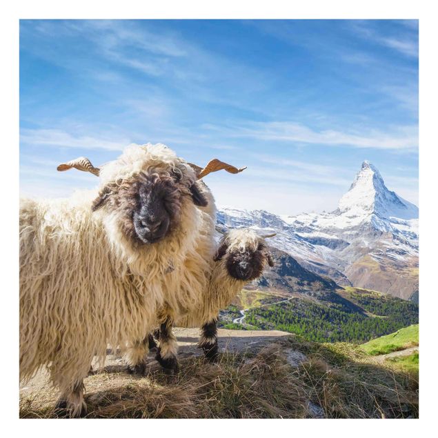 Quadros paisagens Blacknose Sheep Of Zermatt