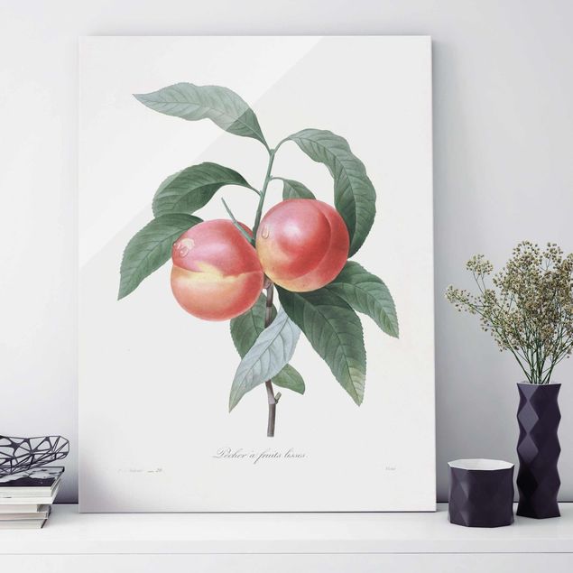 decoraçao para parede de cozinha Botany Vintage Illustration Peach